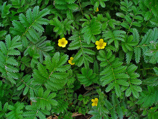 Pacific Silverweed flowers and leaves.  By H. Zell - Own work, CC BY-SA 3.0, https://commons.wikimedia.org/w/index.php?curid=10910150