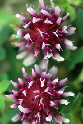 Springbank Clover flowers.  By USFWS - Ptrifolium_wormskioldii, Public Domain, https://commons.wikimedia.org/w/index.php?curid=50679808