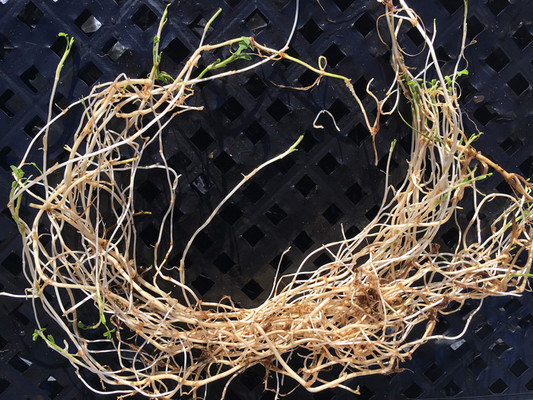 Springbank Clover rhizomes