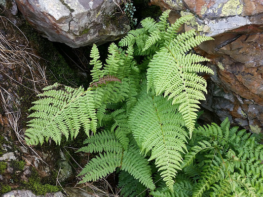 Spreading Wood Ferns. By Joan Simon, https://www.flickr.com/photos/simonjoan/, https://creativecommons.org/licenses/by-sa/2.0/