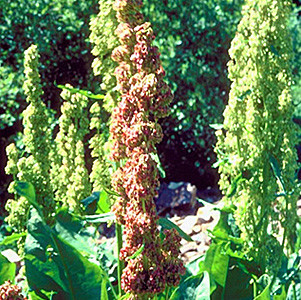 Western Dock (Rumex aquaticus, Rumex occidentalis)