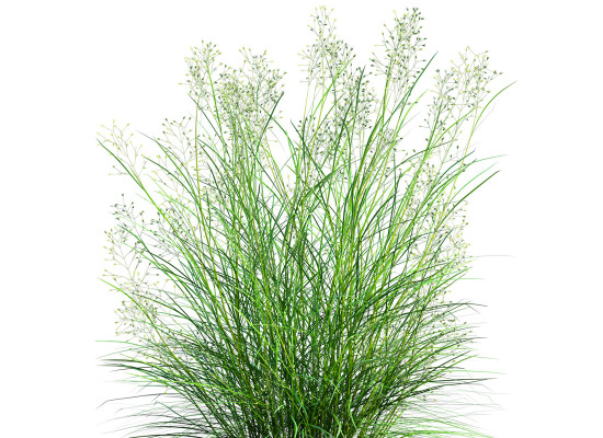 Indian Ricegrass Main Product Image