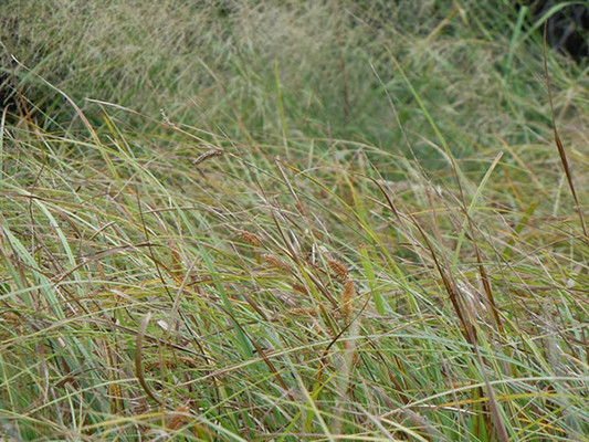 Northwest Territory Sedge grass.  By Matt Lavin - Carex utriculata, CC BY-SA 2.0, https://commons.wikimedia.org/w/index.php?curid=22753368