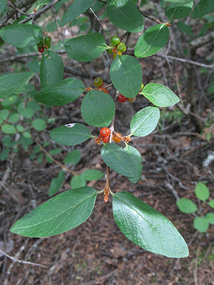 Buffaloberry leaves.  By Robert Flogaus-Faust - Own work, CC BY 3.0, https://commons.wikimedia.org/w/index.php?curid=18431345