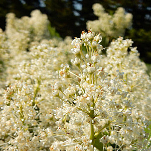 Snowbrush Ceanothus (Ceanothus velutinus)