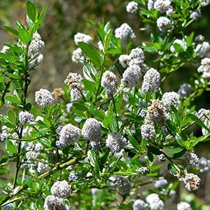 Blue Blossom Ceanothus (Ceanothus thyrsiflorus)