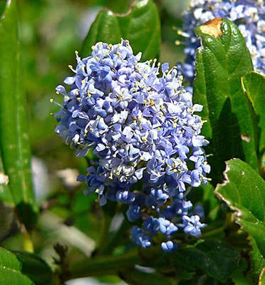 Blue Blossom Ceanothus flower (photo: Stan Shebs, CC BY-SA 3.0)