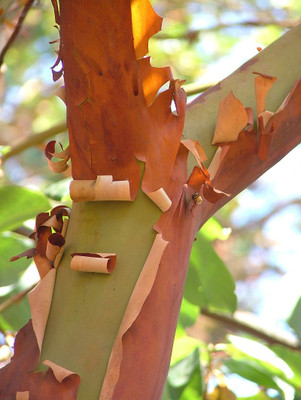 Pacific Madrone tree limb.  By Original photo by and (c)2007 NaJina McEnany. Photo prepared by User:Ram-Man. Used by permission. - NaJina McEnany, CC BY-SA 2.5, https://commons.wikimedia.org/w/index.php?curid=1730711