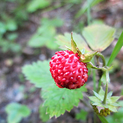 Woodland Strawberry