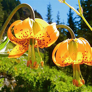 Tiger Lily