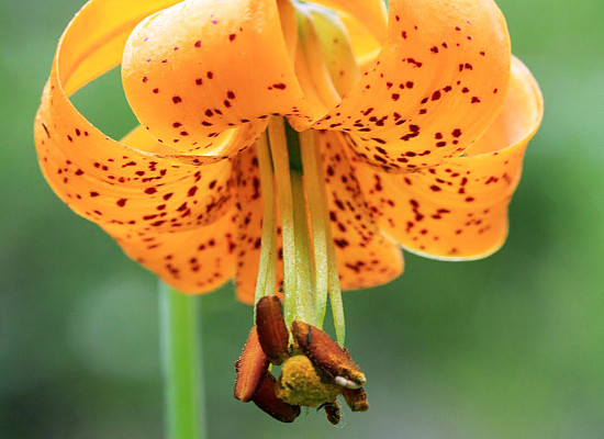 Tiger Lily Main Product Image