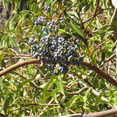 Blue Elderberry