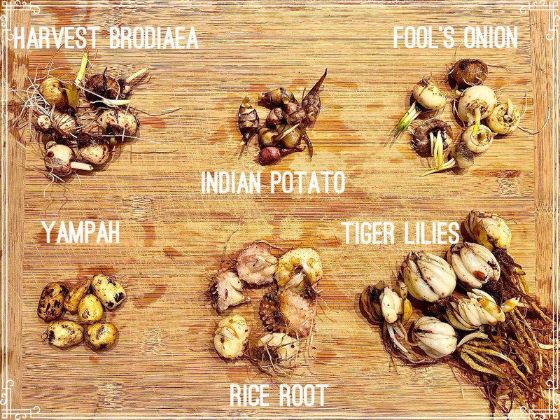 Welcoming in the Fall; How Bulbs and Bare-roots Reflect Inner Growth
