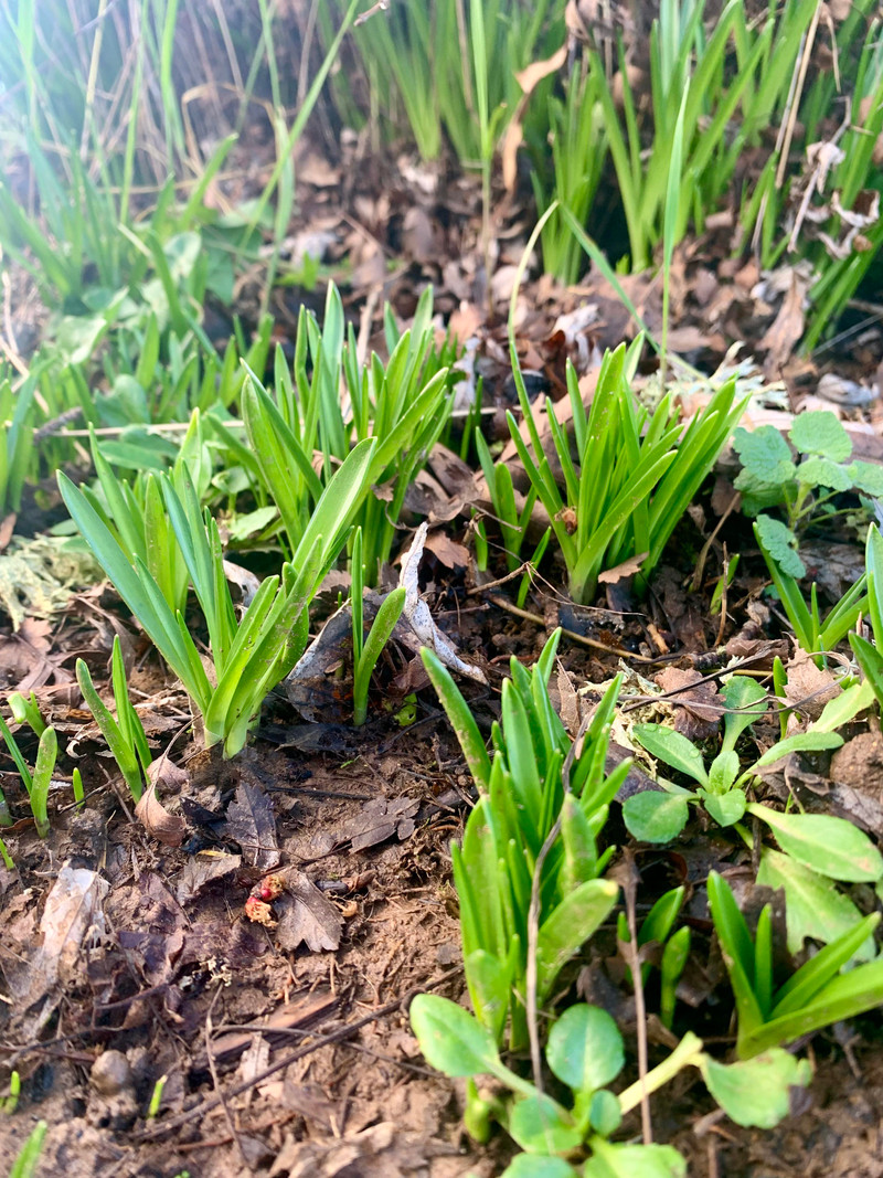 Mid-Winter Garden Walk