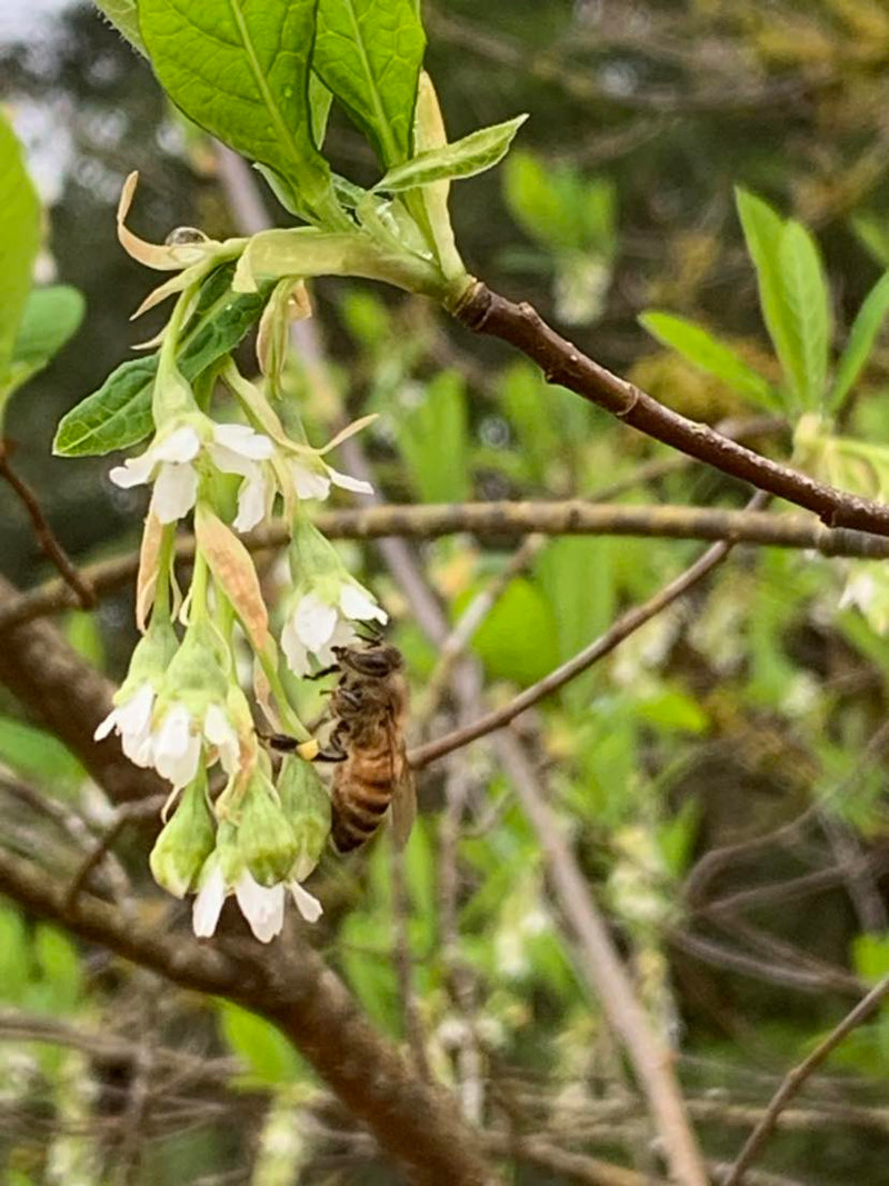 Native Plants & Pollinators