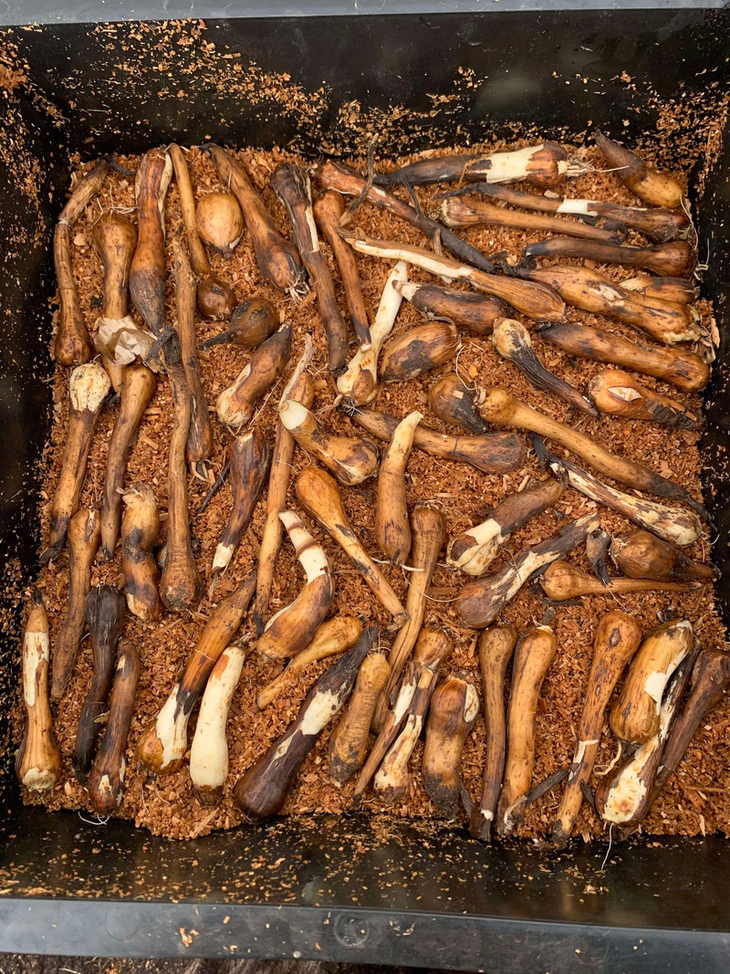 Bulb and Bare-root FAQ's