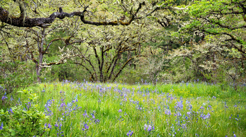 Ecological Groups and Garden Ecosystems