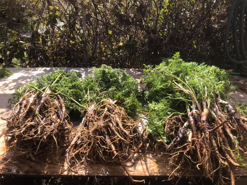 ​Tincture-Making: Fernleaf Biscuitroot (Lomatium dissectum)