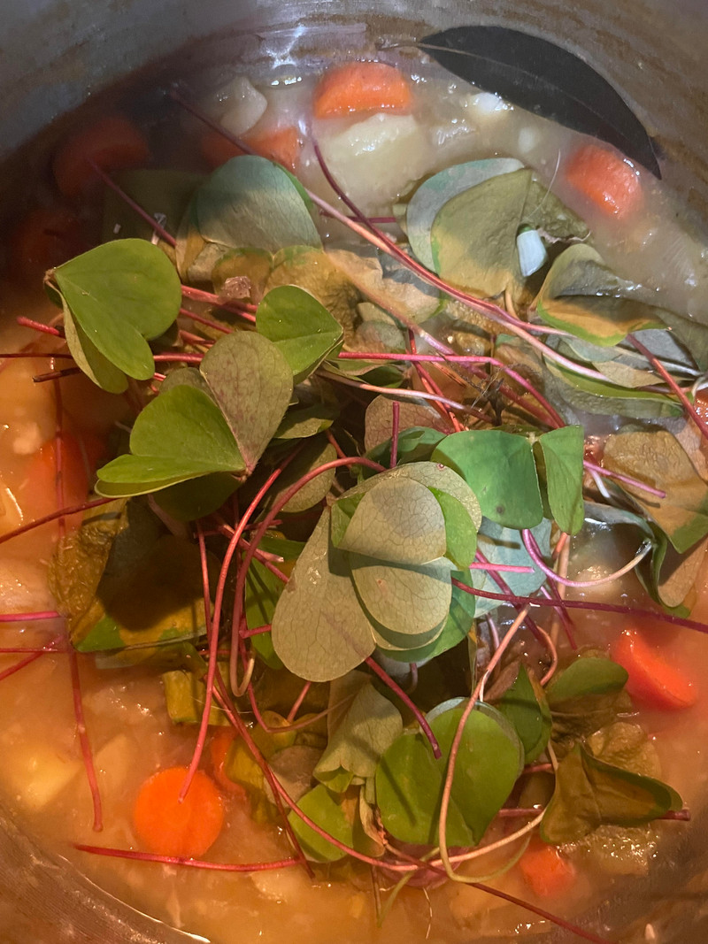 Green Borscht (Redwood and nodding onion soup)