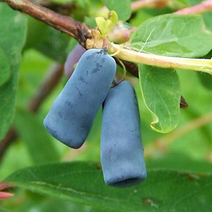 honeyberry