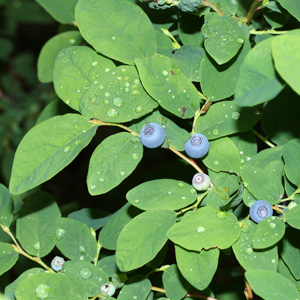 oval leaf huckleberry