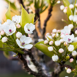pacific crabapple
