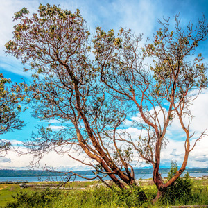 pacific madrone
