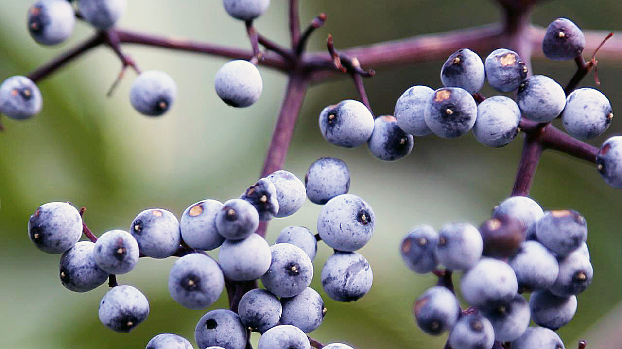 Blue Elderberry native fruit trees for sale Native Foods Nursery