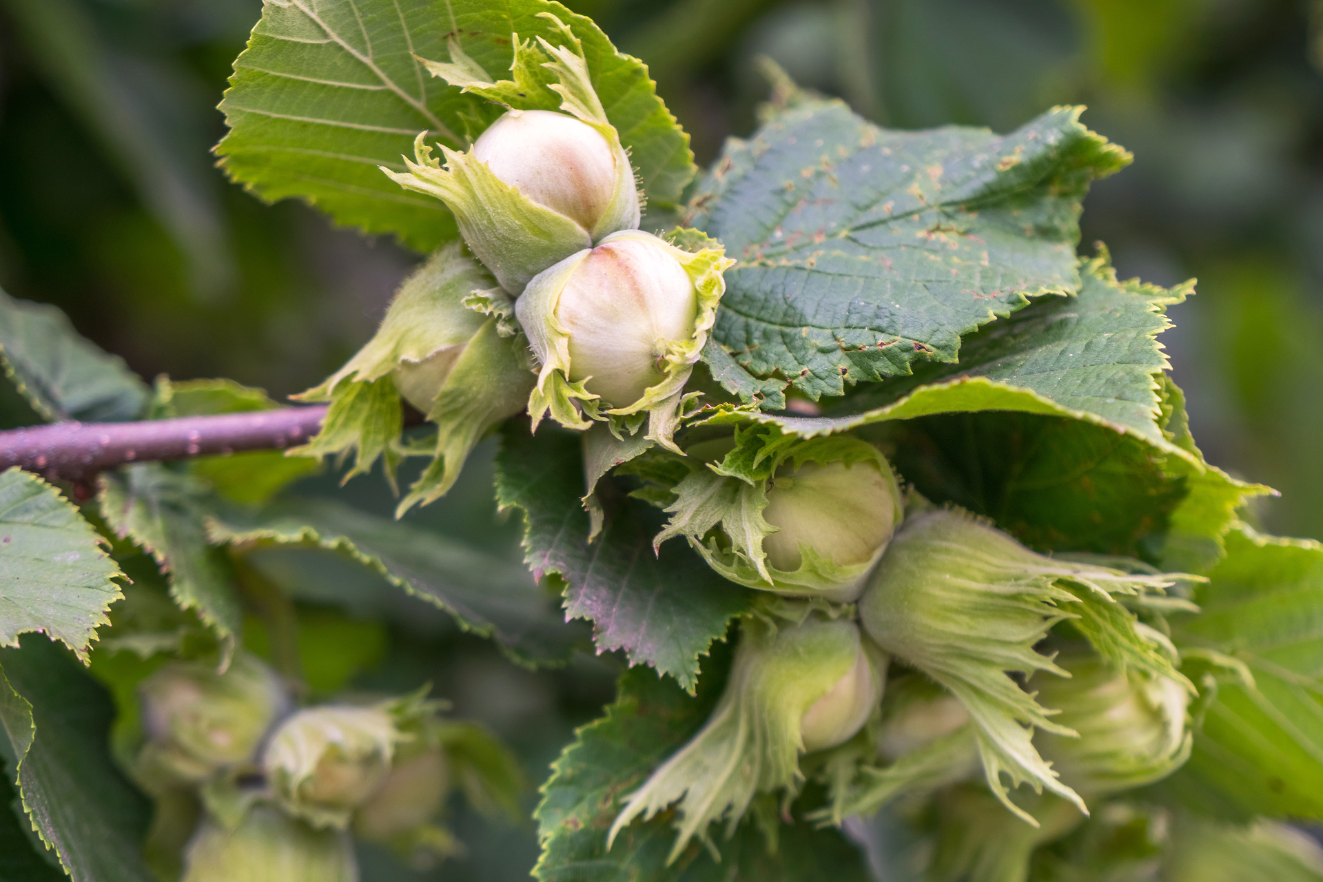 Hazelnut Tree Native To At Lawrence Melson Blog Hazelnut Tree Native To At Lawrence Melson Blog