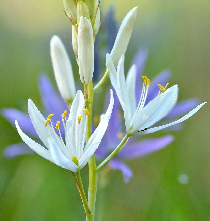 Great Camas native wildflowers for sale Native Foods Nursery
