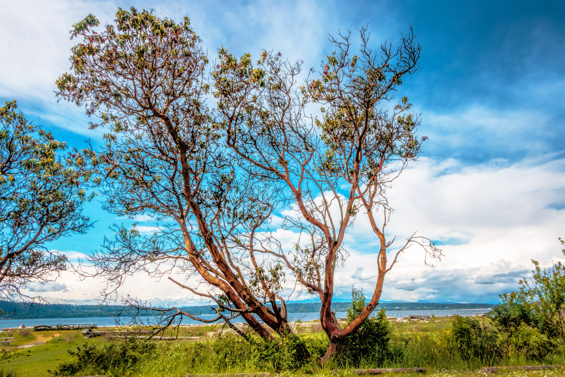 Pacific Madrone native edible fruit trees for sale Native Foods Nursery