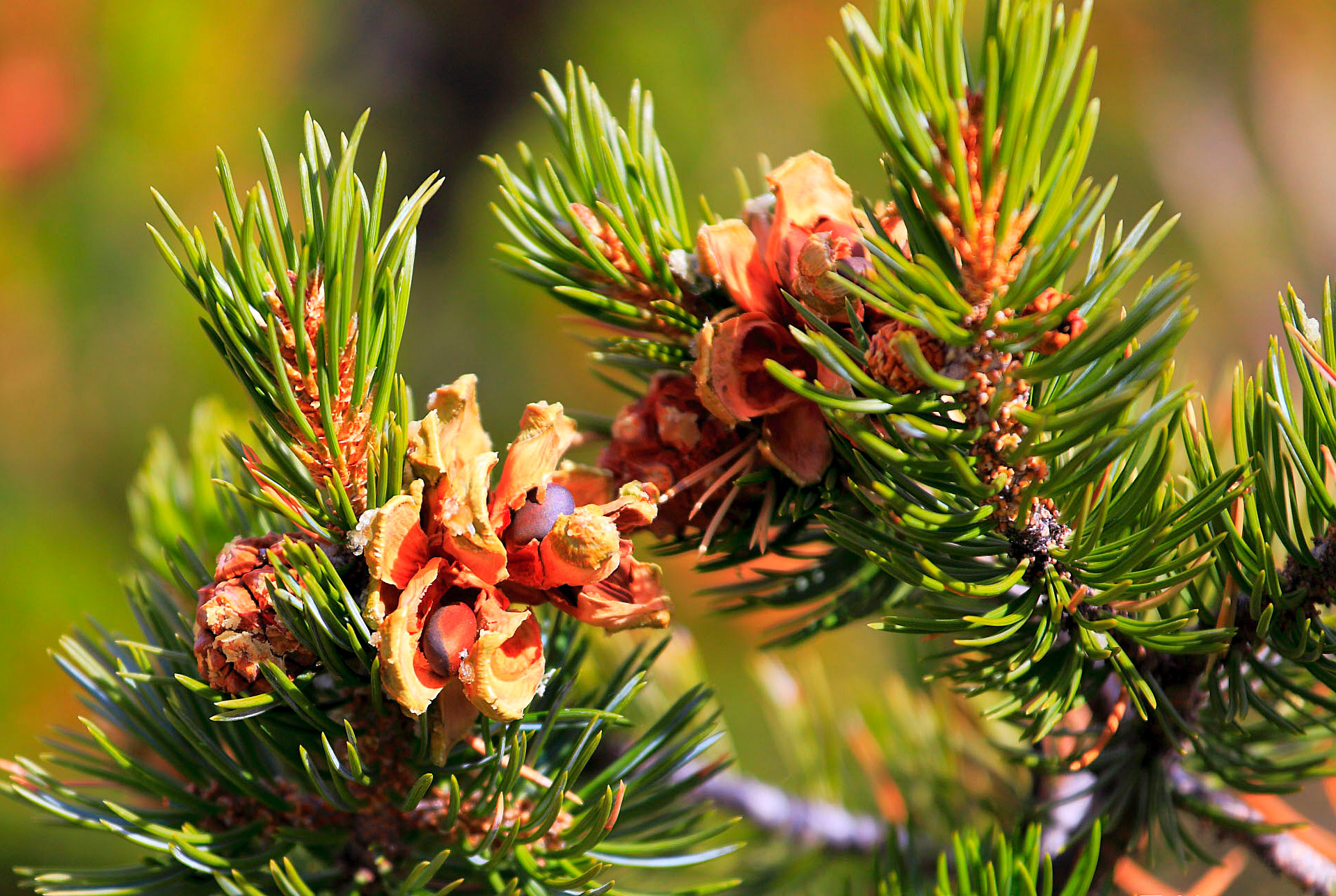 Bulk Mini Fancy Pine Cones