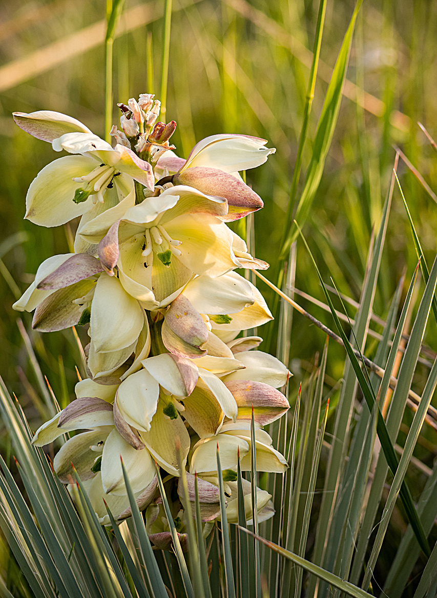 Soapweed Yucca Buy Native Plants Native Foods Nursery