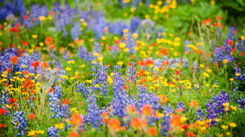 Wildflower Guild