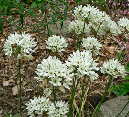 Fool's Onion flowers.  By Stan Shebs, CC BY-SA 3.0, https://commons.wikimedia.org/w/index.php?curid=1060879
