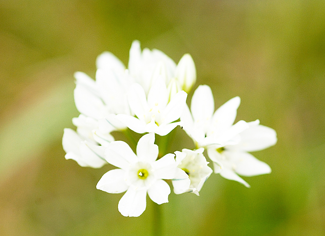 Fool's Onion Main Product Image