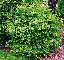 Honeyberry plant.  https://garden.org/learn/articles/view/4070/