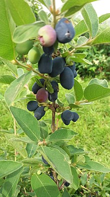 Honeyberry fruit bunch.  Hansicanada - Own work, CC BY-SA 4.0