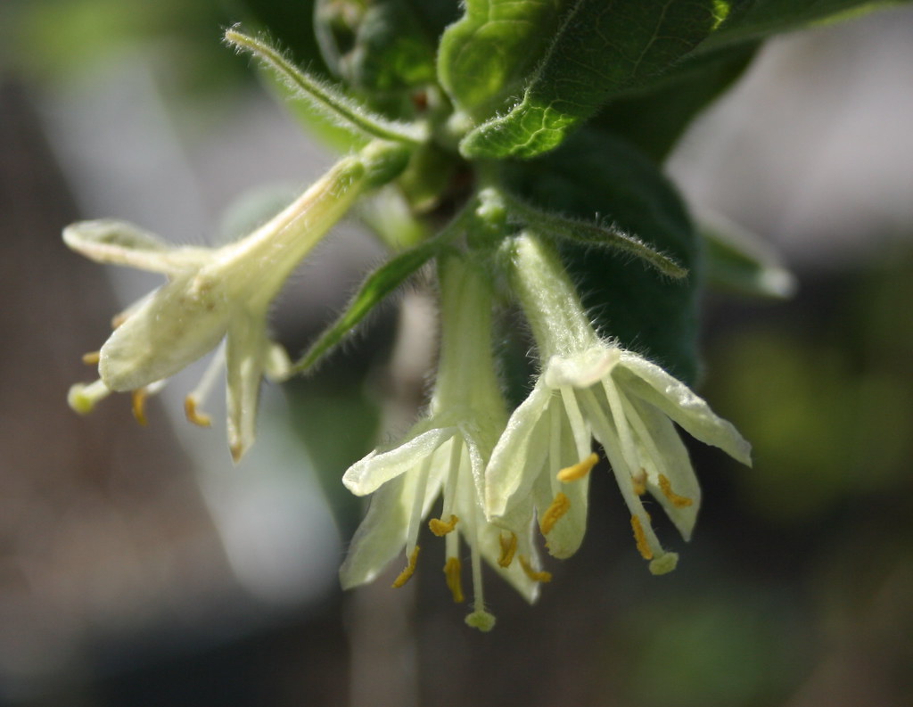 Honeyberry flowers.  https://www.flickr.com/photos/fluffymuppet/7026258795 Lonicera caerulea kamtschatika