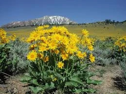 Arrowleaf Balsamroot plant with mountains