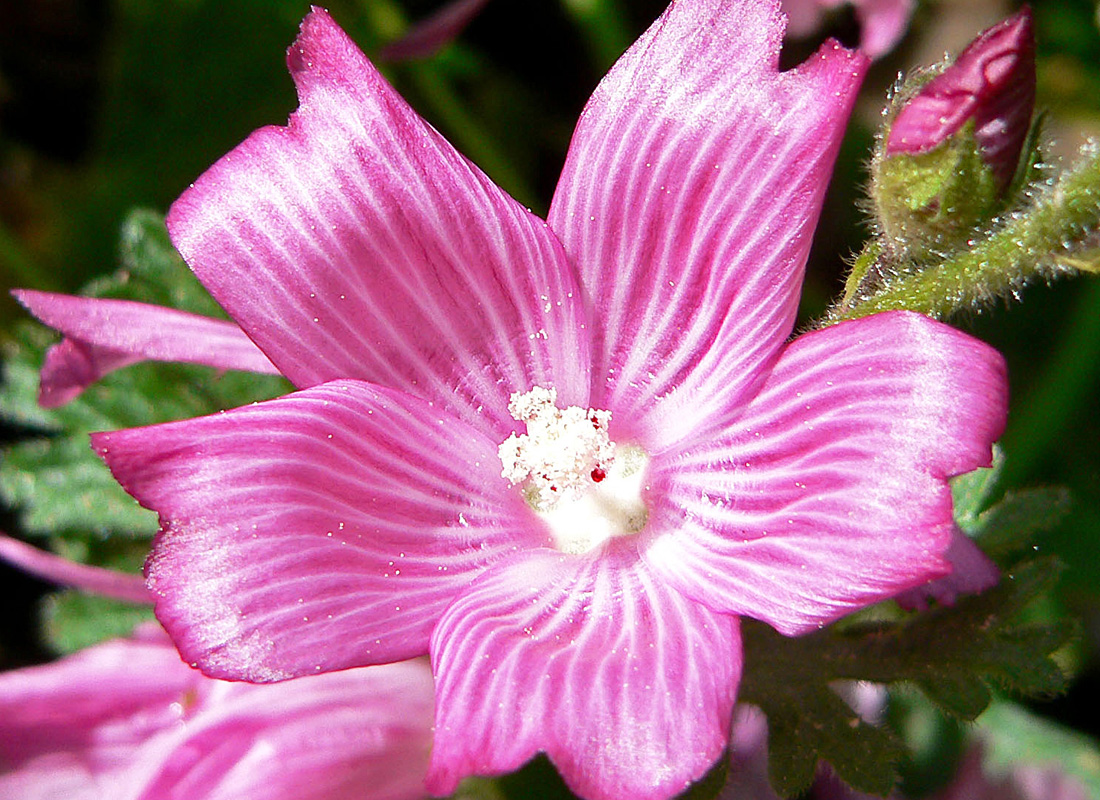 Dwarf Checkerbloom Main Product Image