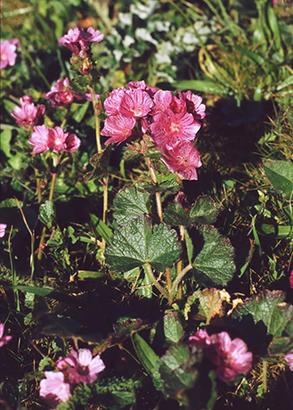 Dwarf Checkerbloom bush.  By Franz Xaver - Own work, CC BY-SA 3.0, https://commons.wikimedia.org/w/index.php?curid=17086957