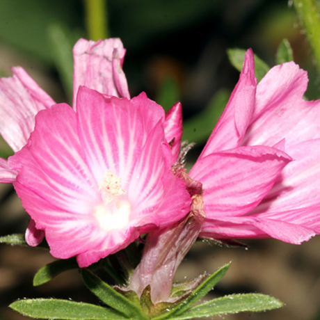 Dwarf Checkerbloom
