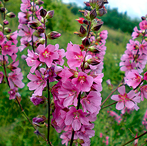 Henderson's Checkermallow