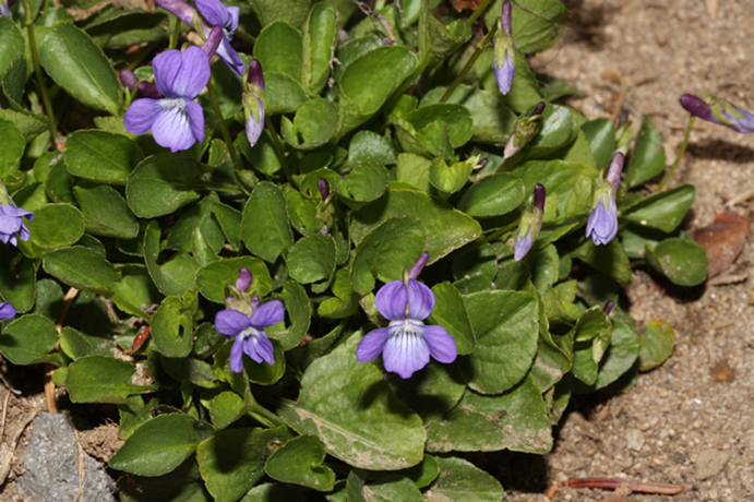 Early Blue Violet groundcover.  By Walter Siegmund (talk) - Own work, CC BY-SA 3.0, https://commons.wikimedia.org/w/index.php?curid=9802190