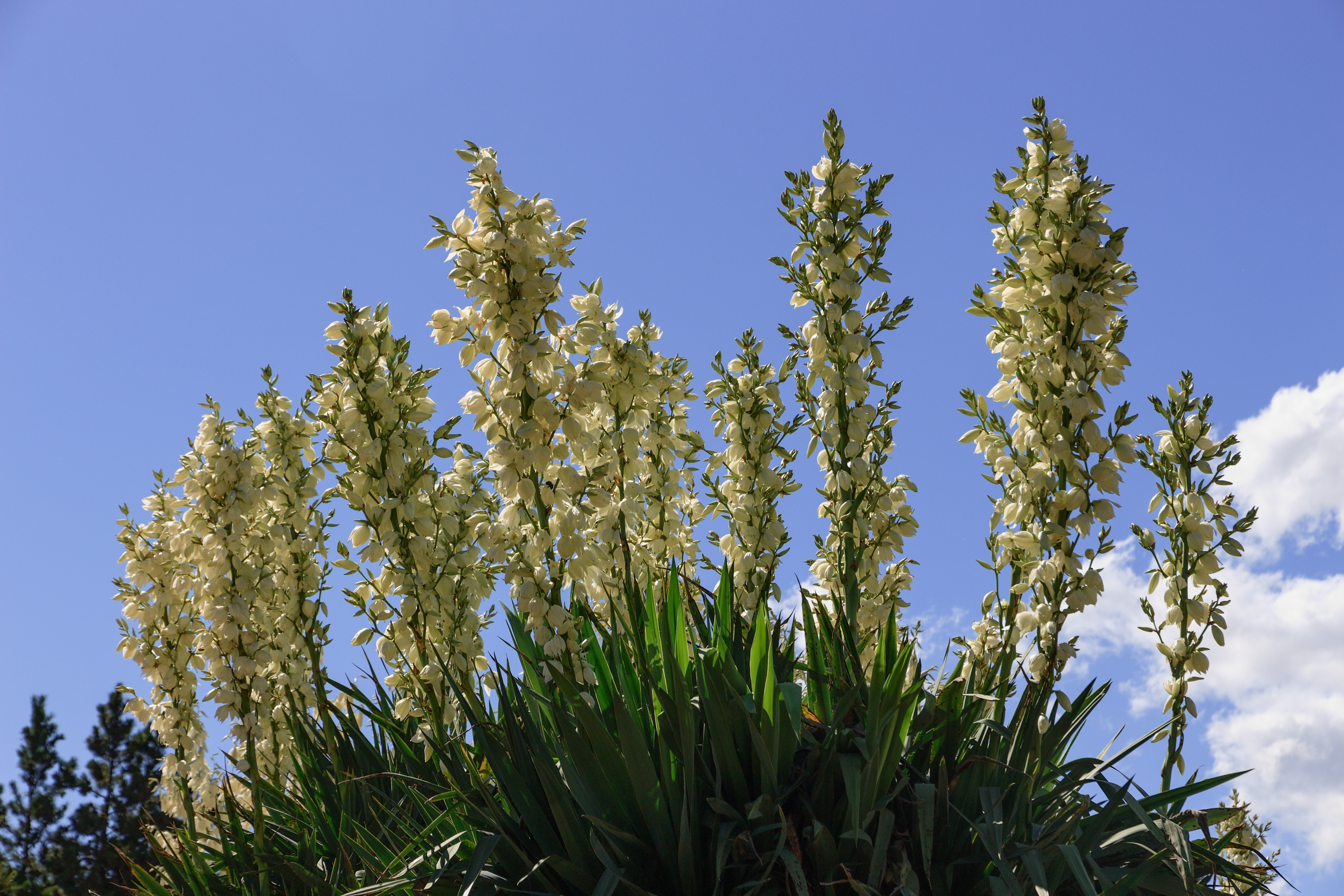 Soapweed Yucca (Yucca glauca)
