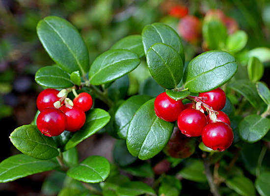 Lingonberry Main Product Image