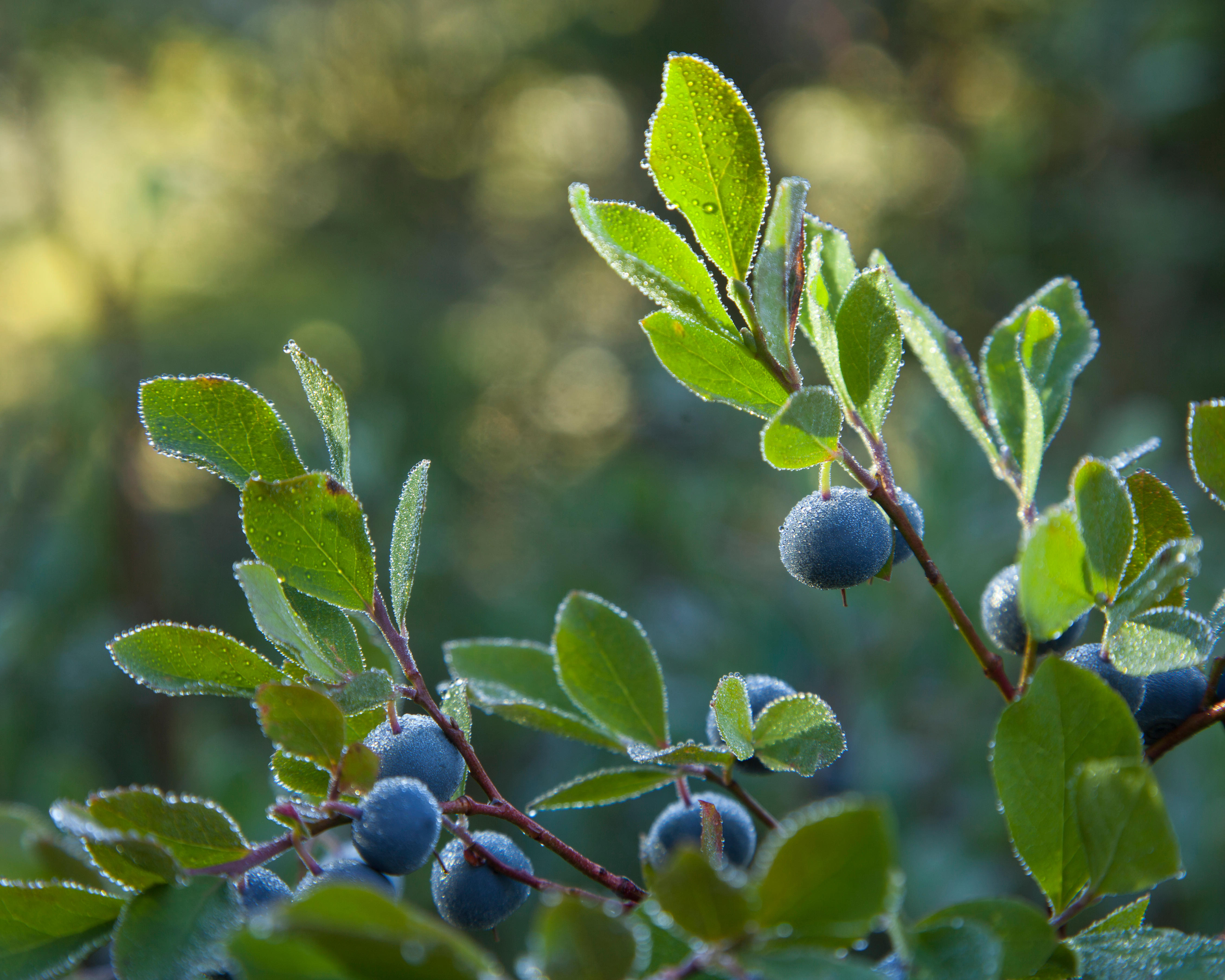 Cascade Blueberry on a dew-filled mountain morning