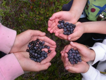 Fresh wild harvest