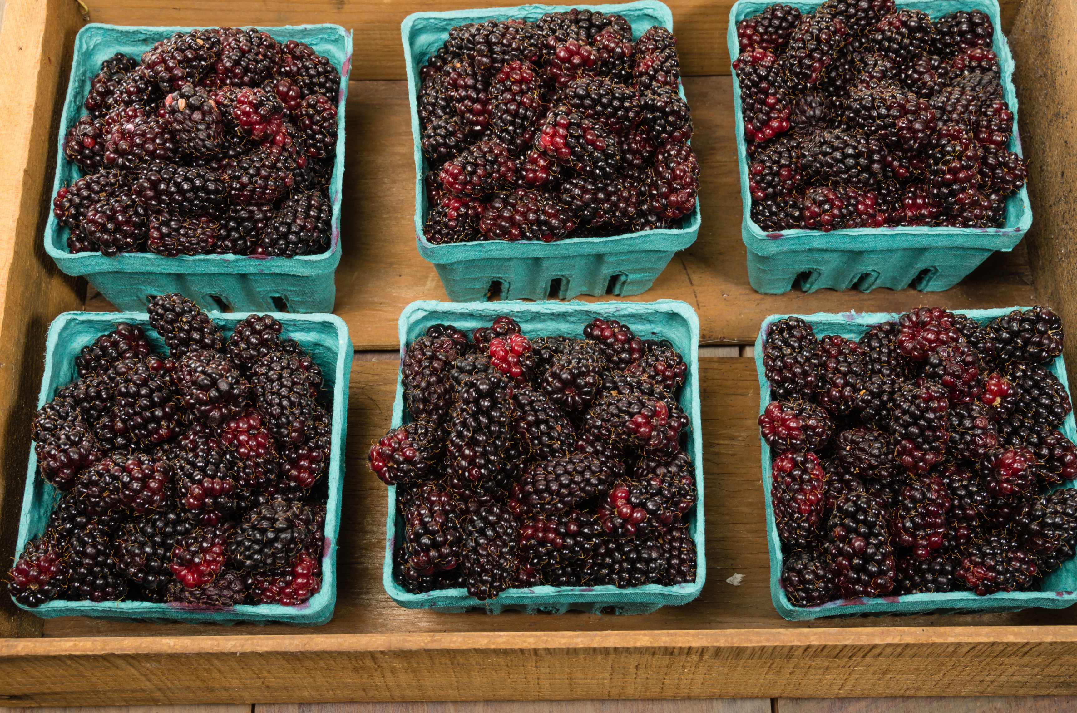 Marionberry